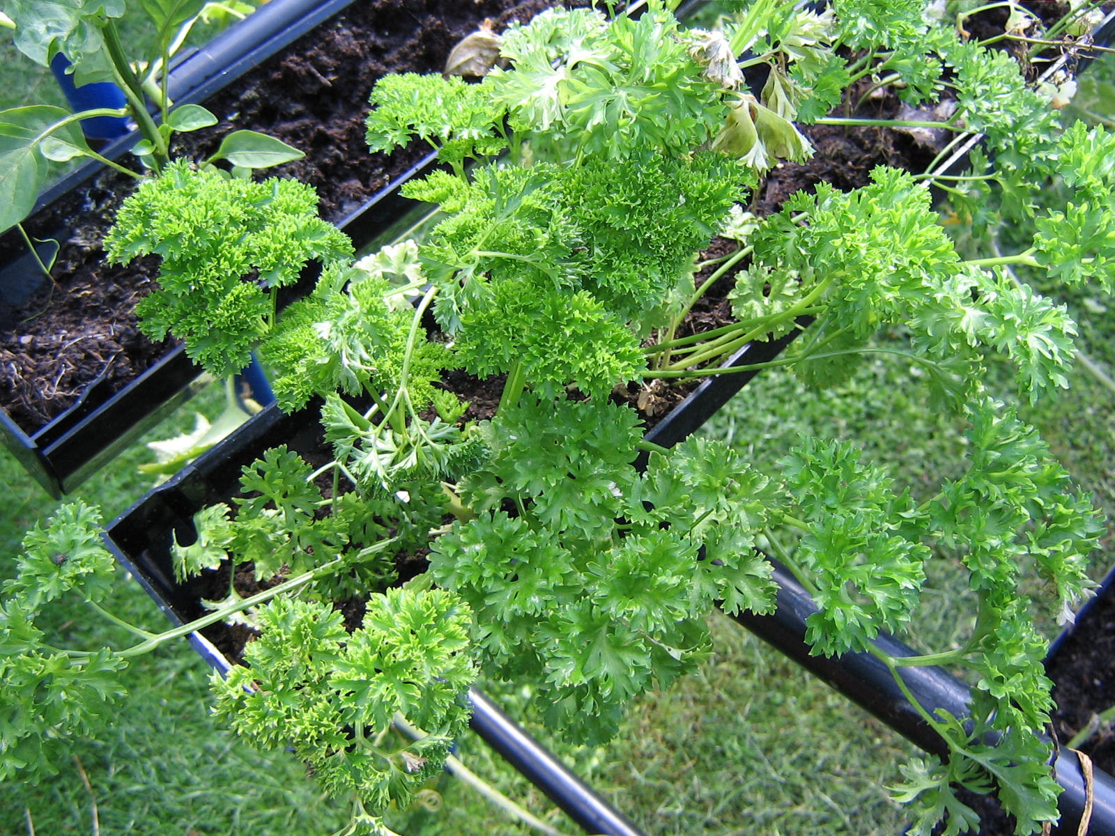 Herbs growing in GutterGrow